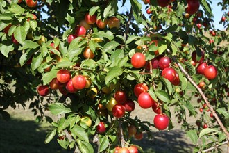 Greek Cherry Plum or Myrobalan Plum (Prunus cerasifera)