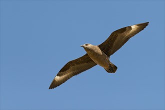 Skua (Stercorarius skua) in flight