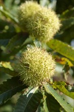 Organic chestnuts (Castanea sativa)