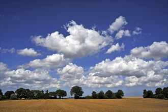 Arable field and a row of trees with cumulus clouds