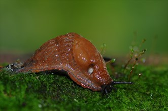 Dusky Arion slug (Arion fuscus) on moss