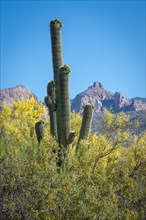 Huge Saguaro (Carnegiea gigantea) between bushes