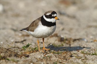 Ringed Plover (Charadrius hiaticula) standing on rocky ground