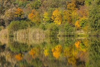 Autumn forest with reflections in Wernauer Baggersee Lake