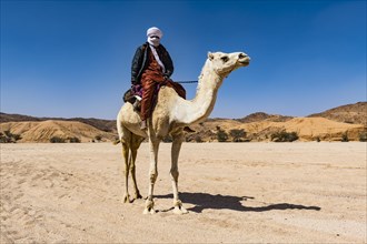 Tuareg riding on his arabian camel