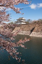 Osaka Castle with moat to the cherry blossom