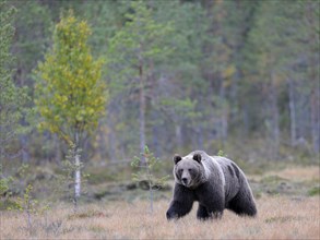 Brown Bear (Ursus arctos) in the autumnally coloured taiga or boreal forest