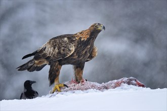 Golden Eagle (Aquila chrysaetos) with bait and a Hooded Crow (Corvus corone cornix) during a blizzard