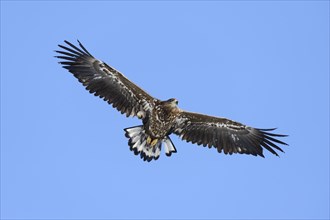 White-tailed Eagle or Sea Eagle (Haliaeetus albicilla)