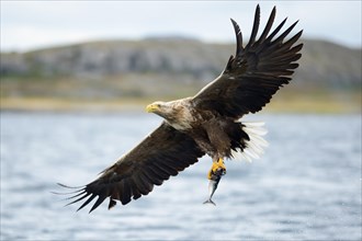 White-tailed Eagle or Sea Eagle (Haliaeetus albicilla) with outstretched wings flying away with a captured fish