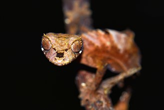 Leaf-tailed Gecko (Uroplatus fiavana)
