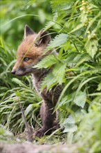 Young fox (Vulpes vulpes)