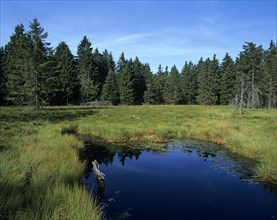 Schuetenbergmoor