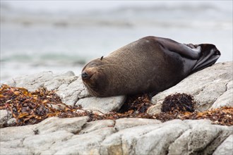 New Zealand Fur Seal (Arctocephalus forsteri) sleeping on a rock