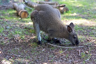 Red-necked Wallaby (Macropus rufogriseus) while feeding