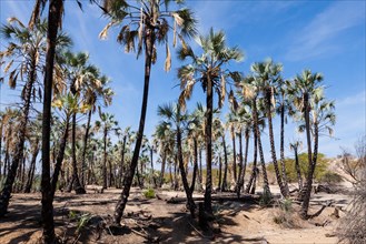 Palm trees on the banks of the Kunene River