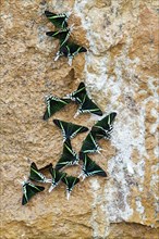 Green-banded Urania Moths (Urania leilus) sucking mineral-rich water from the wet ground