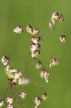 Panicle of Quaking-grass