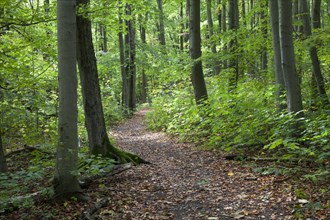 Trail through a deciduous forest