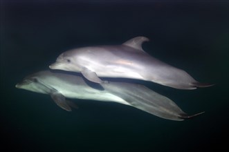 Common bottlenose dolphins (Tursiops truncatus)