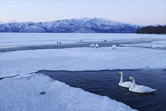 Whooper Swans (Cygnus cygnus) in an ice-free section of a frozen lake