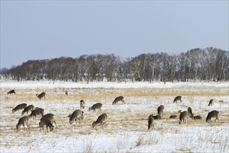 Hokkaido sika deer