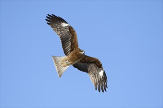 Black Kite (Milvus migrans) in flight