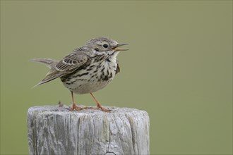 Meadow Pipit (Anthus pratensis) perched on a post