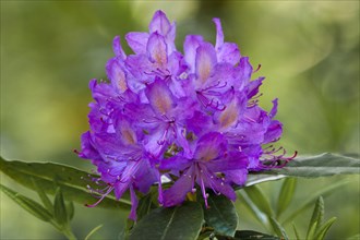 Rhododendron (Rhododendron catawbiense)