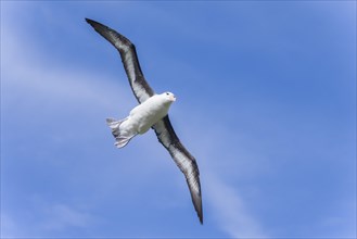 Black-browed Albatross or Black-browed Mollymawk (Thalassarche melanophris)