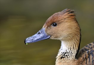 Fulvous Whistling Duck (Dendrocygna bicolor)