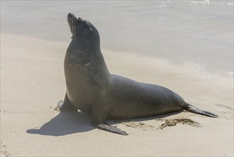 Galapagos Sea Lion (Zalophus wollebaeki) on the beach