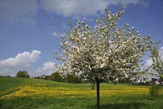 Blossoming Apple Tree (Malus domesticus)