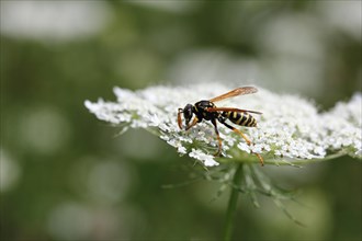Wasp (Vespula)