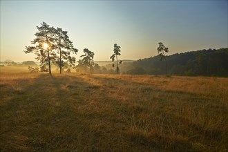 Rural morning mood in the late summer early morning fog