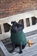 Black pug wearing a sweater on a wooden bench