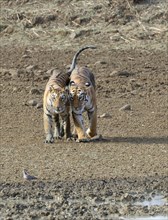 Two young Bengal tigers (Panthera tigris tigris) walking together