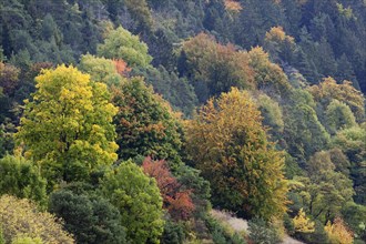 Forest in the Altmuehl Valley in autumn