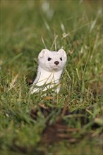 Stoat or Ermine (Mustela erminea) with white winter fur keeping lookout from a burrow