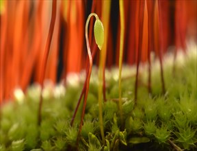 Sporophyte of Creeping feather-moss (Amblystegium serpens)