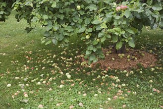 Fallen apples under an apple tree (Malus domestica) in summer