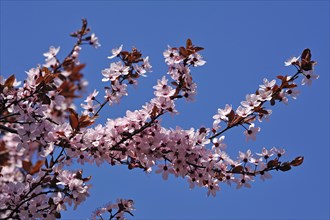 Blossoming branches of a Purple-leaved Cherry-plum (Prunus cerasifera nigra) against a blue sky