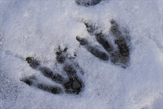 Footprints of a Gentoo Penguin (Pygoscelis papua) in the snow