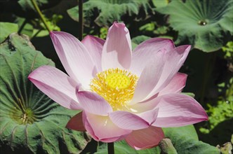 Lotus or Indian Lotus (Nelumbo nucifera)