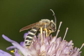 Yellow-banded Sweat Bee (Halictus scabiosae) collecting nectar