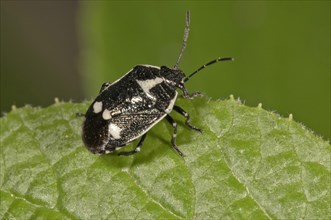 Cabbage Bug (Eurydema oleraceum)