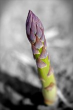 English asparagus spear growing in the field