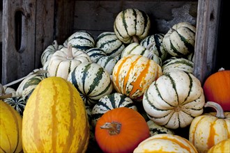 Pumpkins and squashes at the autumn market