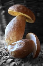 Whole fresh porcino mushrooms (Boletus edulis)