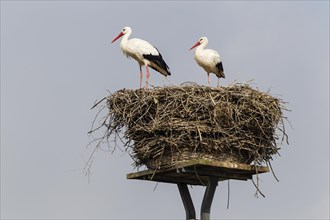 White storks (Ciconia ciconia) on the nest